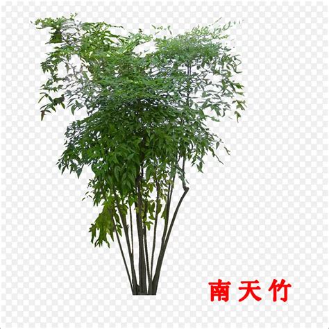 南天竹室內|【南天竹種植】南天竹種植秘訣大公開！從種植到開花，超詳細照。